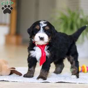 Chico, Mini Bernedoodle Puppy